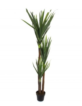 Planta Yucca