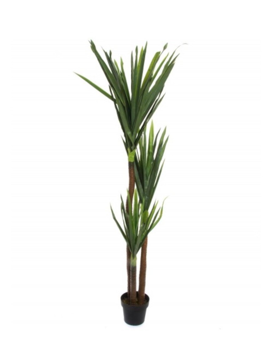 Planta Yucca